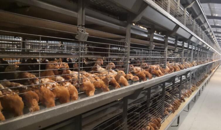 養(yǎng)殖行業(yè)